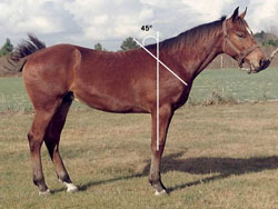 Figure 5: photo of horse with more ideal shoulder, with an approximately 45-degree angle.